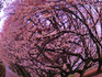 桜の巣.jpg